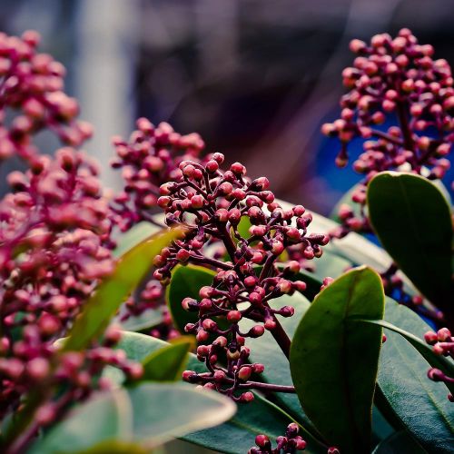 SKIMMIA